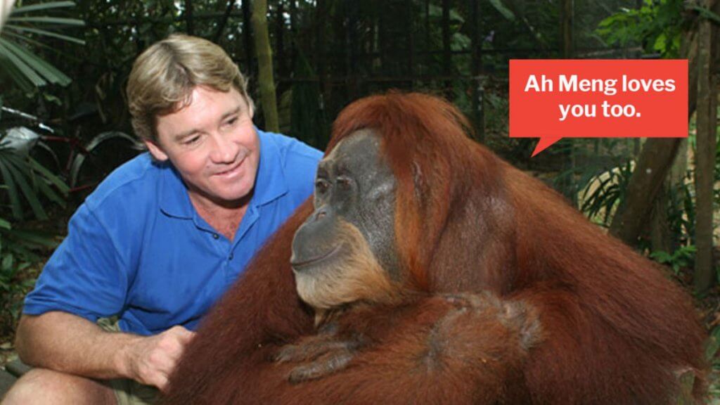 Antara Haiwan Paling Bijak Di Dunia, Ini 4 Orang Utan Yang Menunjukkan Kecerdasan Mereka 15 steve irwin ah meng singapore 1200x675 1 Antara Haiwan Paling Bijak Di Dunia, Ini 4 Orang Utan Yang Menunjukkan Kecerdasan Mereka