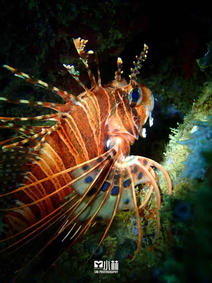Terokai Keindahan Laut Miri Dengan Snorkeling Di Taman Negara Terumbu Karang Miri Sibuti
