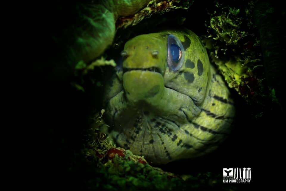 Terokai Keindahan Laut Miri Dengan Snorkeling Di Taman Negara Terumbu Karang Miri Sibuti