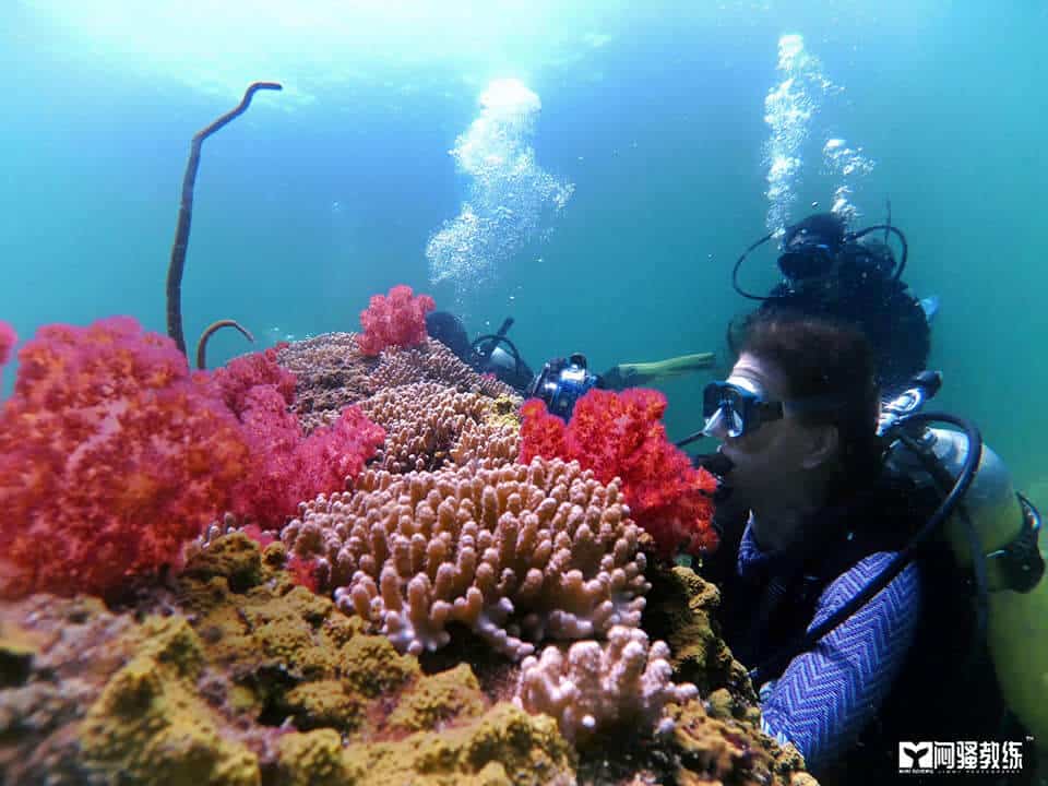Terokai Keindahan Laut Miri Dengan Snorkeling Di Taman Negara Terumbu Karang Miri Sibuti