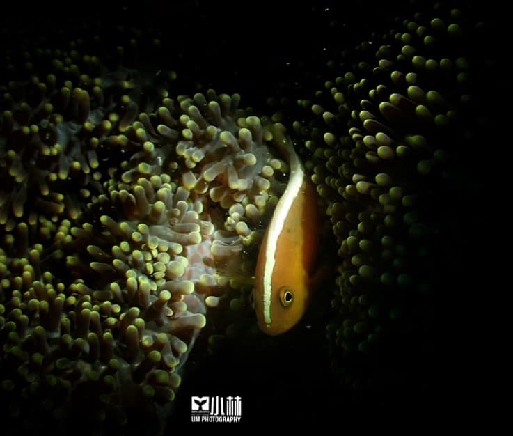 Terokai Keindahan Laut Miri Dengan Snorkeling Di Taman Negara Terumbu Karang Miri Sibuti