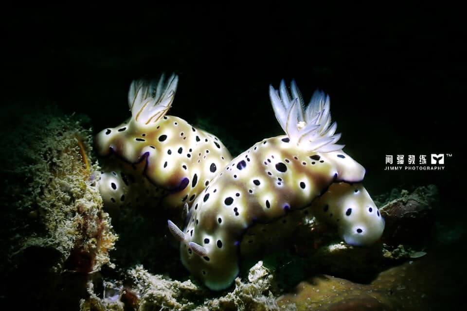 Terokai Keindahan Laut Miri Dengan Snorkeling Di Taman Negara Terumbu Karang Miri Sibuti
