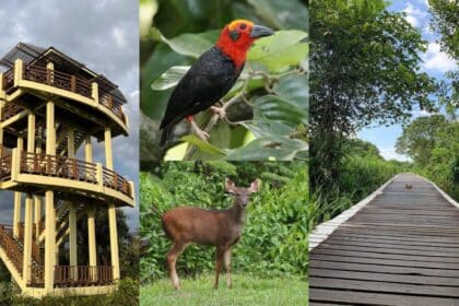 Baru Challenging! Tempat Rekreasi Terbesar Di Sibu, Anda Boleh Riadah Di Taman Rimba Bukit Lima