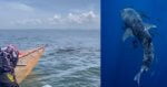 BeFunky collage 2022 02 22T155425.828 [VIDEO] Sekumpulan Nelayan Di Miri Terpesona Jumpa Paus Jerung Yang Rare Semasa Mencari Bubuk