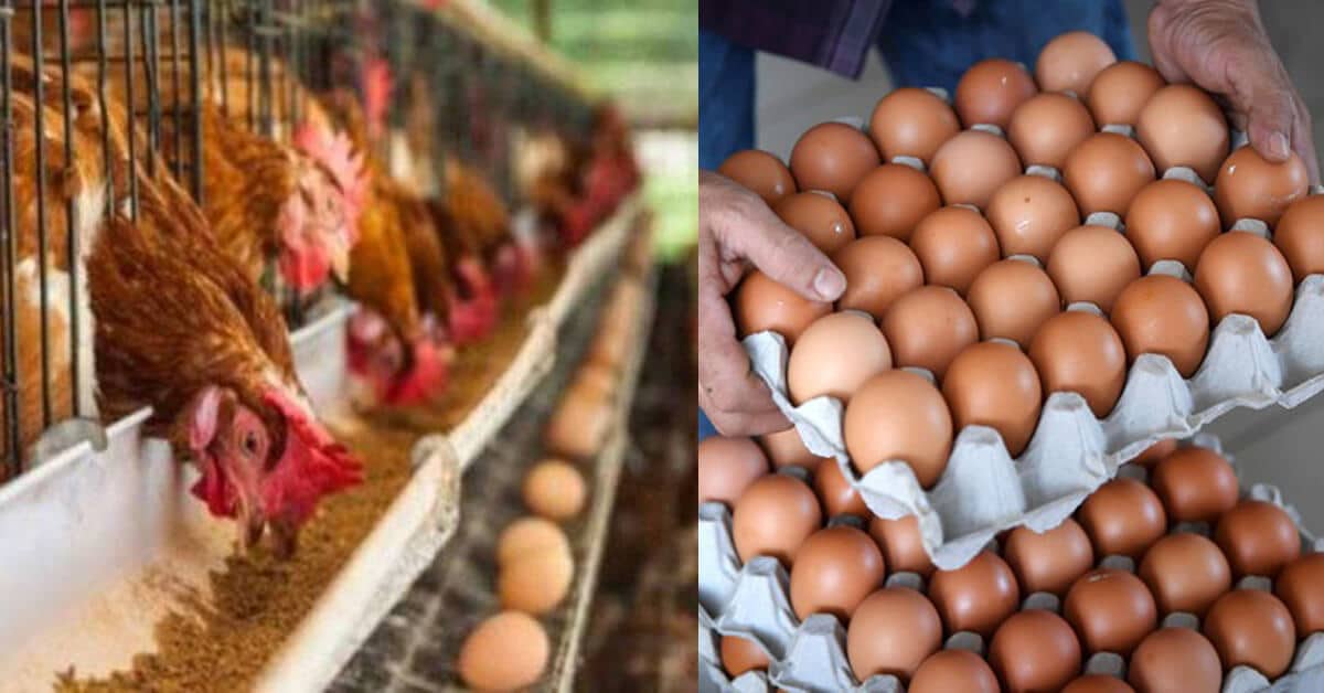 Peniaga Di Mukah Yang Menetapkan Syarat Pembelian Telur Akan Dikenakan Denda Peniaga Di Mukah Yang Menetapkan Syarat Pembelian Telur Akan Dikenakan Denda