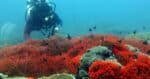 Terokai Keindahan Laut Miri Dengan Snorkeling Di Taman Negara Terumbu Karang Miri Sibuti