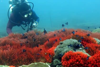 Terokai Keindahan Laut Miri Dengan Snorkeling Di Taman Negara Terumbu Karang Miri Sibuti