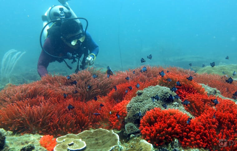 Terokai Keindahan Hidupan Laut Yang Unik! Jom Snorkel Di Taman Negara Terumbu Karang Miri Sibuti
