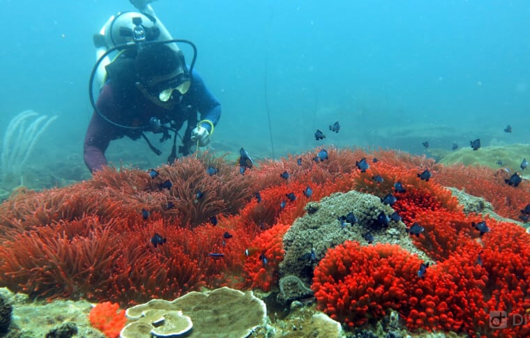 Terokai Keindahan Laut Miri Dengan Snorkeling Di Taman Negara Terumbu Karang Miri Sibuti