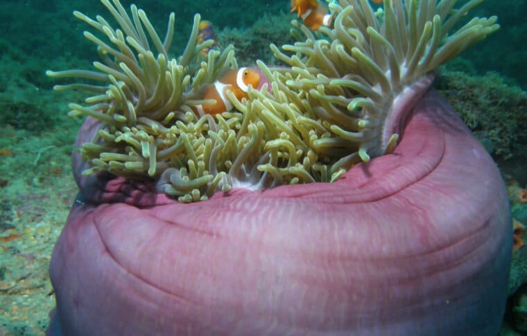 Terokai Keindahan Laut Miri Dengan Snorkeling Di Taman Negara Terumbu Karang Miri Sibuti
