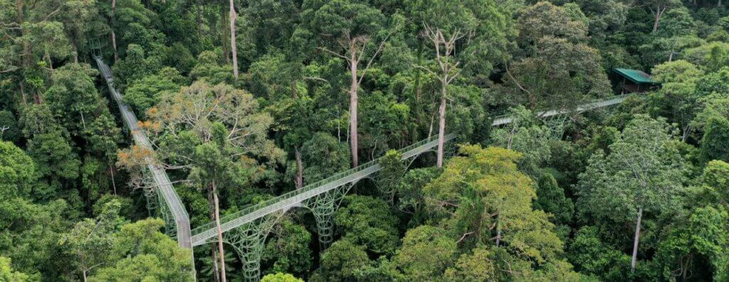 Setelah Hampir 20 Tahun, Tarikan Pelancongan Rainforest Skywalk Terpanjang Di Sabah Akhirnya Siap 100%