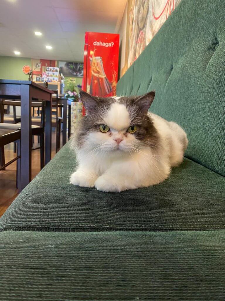 Pencinta Si Bulus, Jom Singgah Ke Meow Meow Cafe Di Kuching!