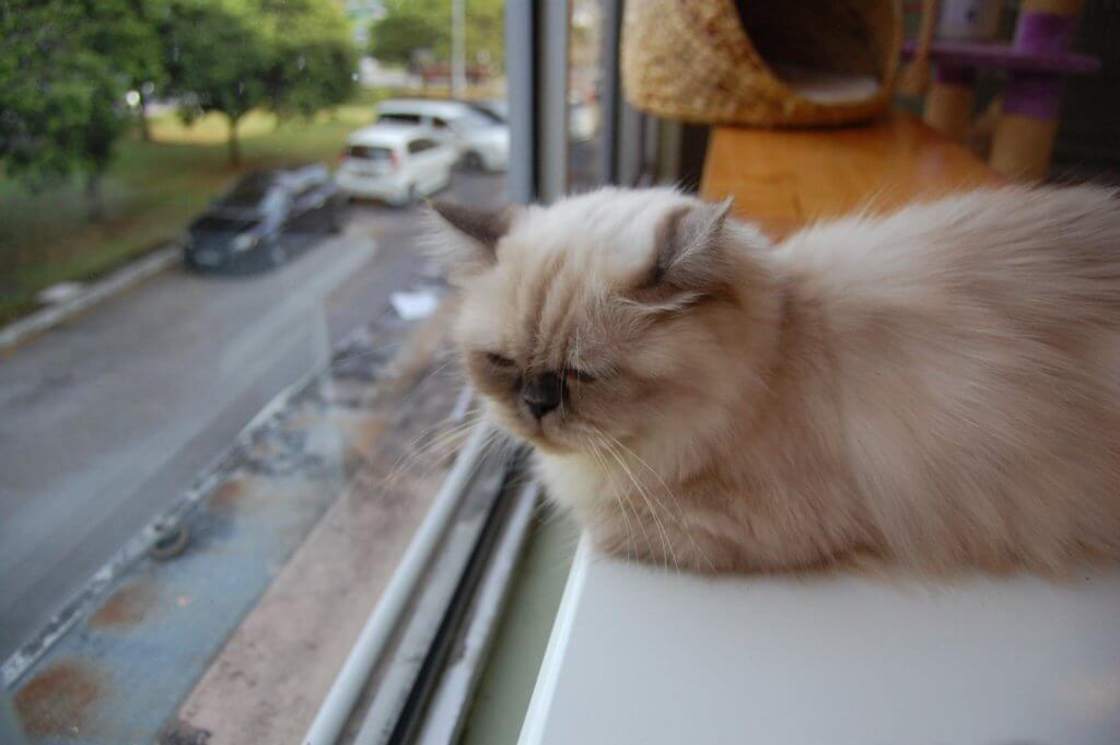 Pencinta Si Bulus, Jom Singgah Ke Meow Meow Cafe Di Kuching!