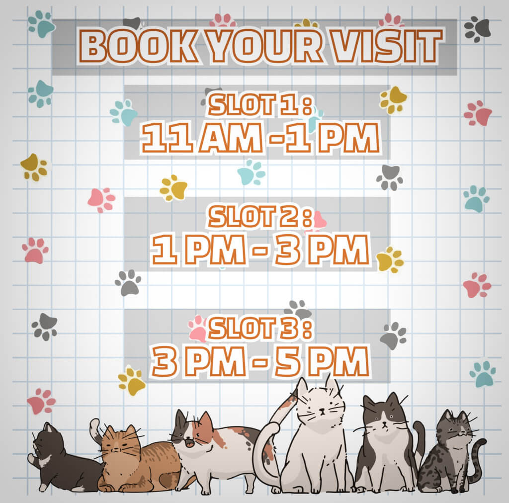 Pencinta Si Bulus, Jom Singgah Ke Meow Meow Cafe Di Kuching!