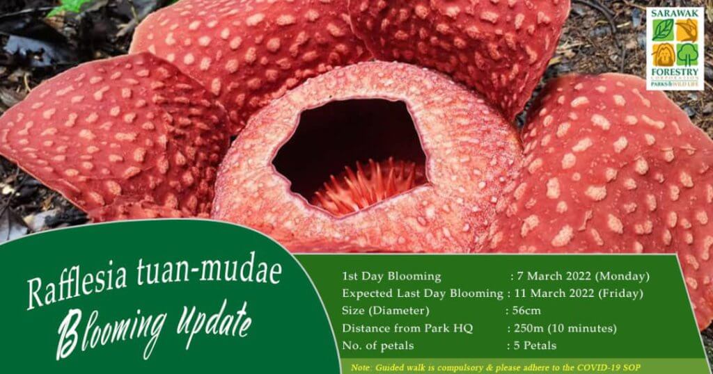 Bunga Rafflesia Mekar Sehingga Jumaat Ini Di Taman Negara Gunung Gading, Juh Nangga!