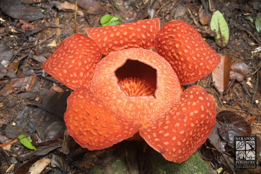Bunga Rafflesia Mekar Sehingga Jumaat Ini Di Taman Negara Gunung Gading, Juh Nangga!