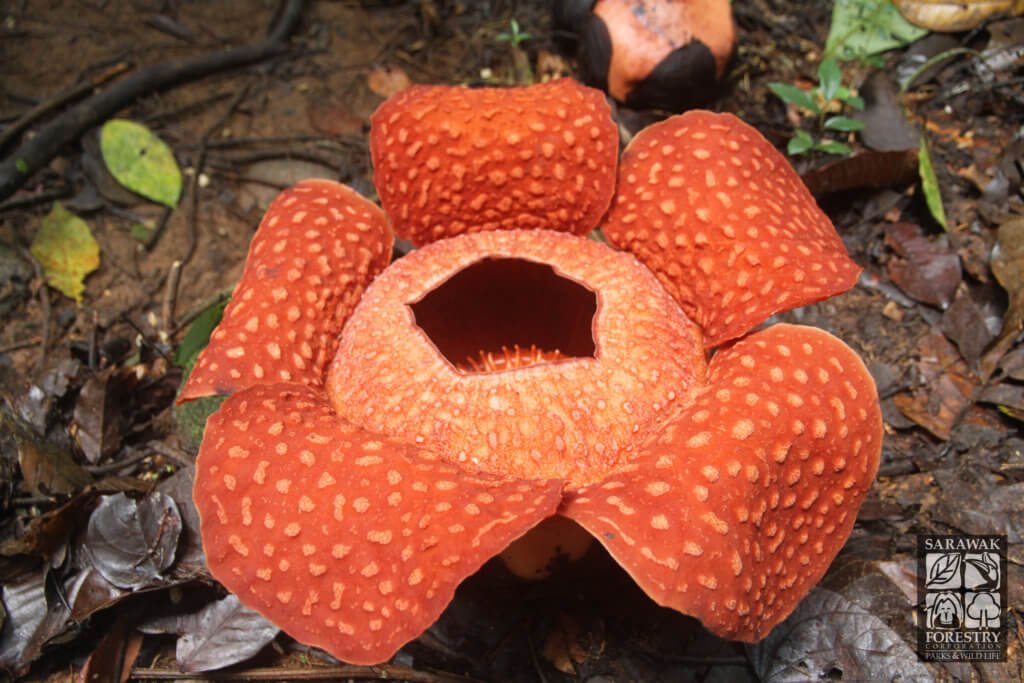 Bunga Rafflesia Mekar Sehingga Jumaat Ini Di Taman Negara Gunung Gading, Juh Nangga!
