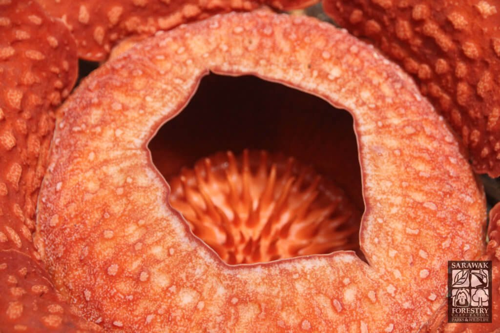 Bunga Rafflesia Mekar Sehingga Jumaat Ini Di Taman Negara Gunung Gading, Juh Nangga!