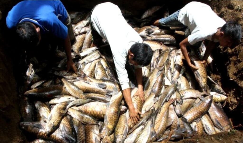 Harga Kayangan Di Malaysia, Ikan Empurau Rupanya Dianggap 'Suci' Dan Tidak Dimakan Di Sumatera Indonesia