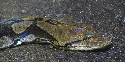 Termasuk Kawasan Tandas Rumah, Seekor Ular Sawa Batik Berjaya Ditangkap Di Betong 7 440px Reticulated Python 01 brighter Termasuk Kawasan Tandas Rumah, Seekor Ular Sawa Batik Berjaya Ditangkap Di Betong