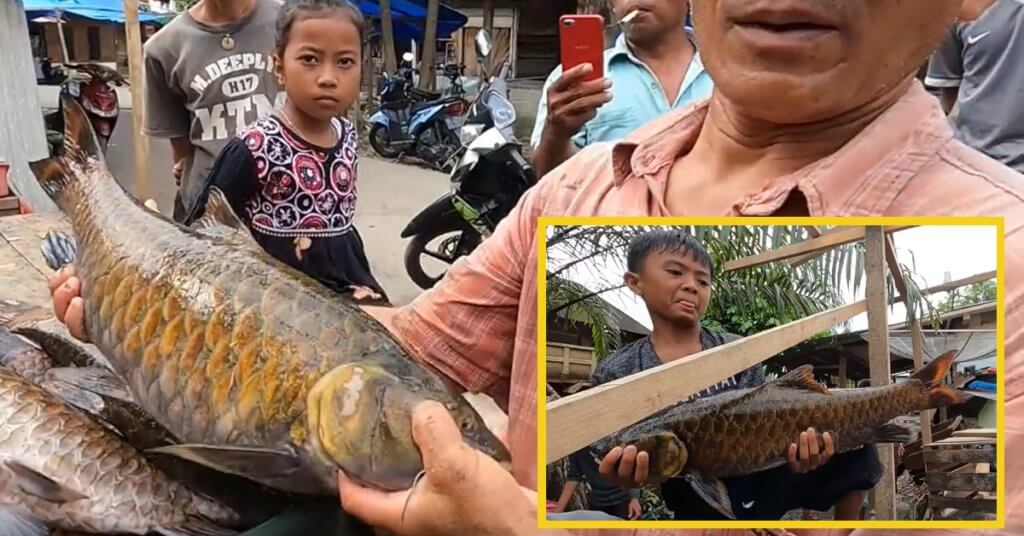 Harga Beribu Di Malaysia, Ikan Empurau Dianggap Suci Dan Tidak Dimakan Di Sumatera Indonesia