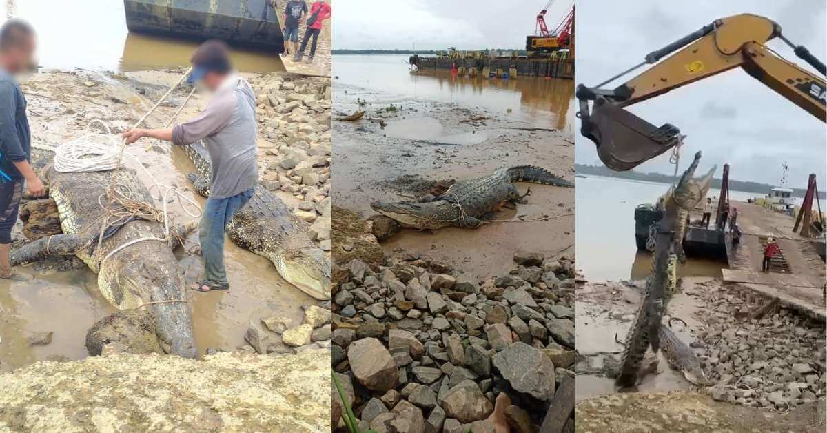 Besar Giler! 2 Buaya Sepanjang 13 dan 17 Kaki Ditangkap Di Sarawak