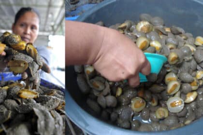 Digelar Abalone Sarawak, Kenali Lelitak Makanan Eksotik Masyarakat Iban Di Sri Aman