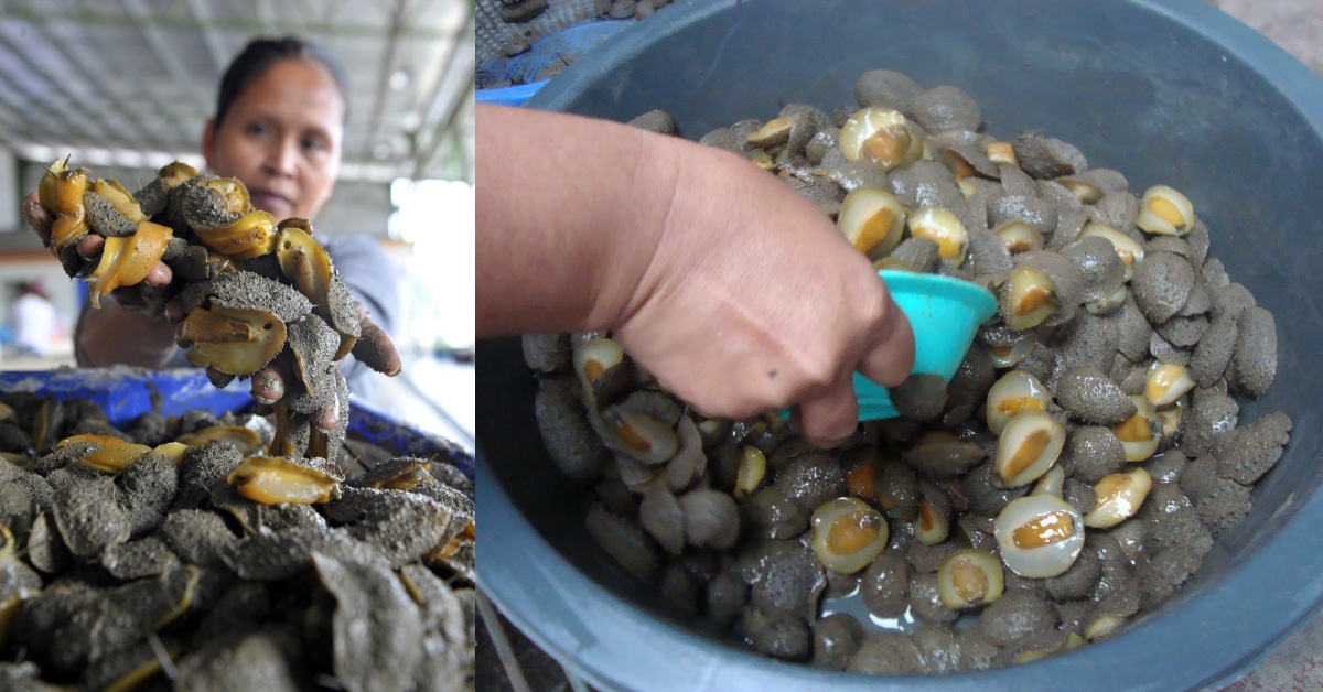 Digelar Abalone Sarawak, Kenali Lelitak Makanan Eksotik Masyarakat Iban Di Sri Aman
