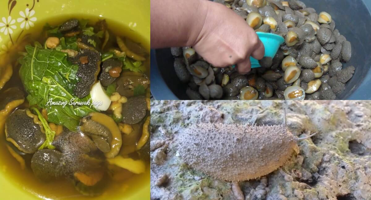 Digelar Abalone Versi Sarawak, Kenali Lelitak Makanan Eksotik Bagi Masyarakat Iban Di Sri Aman