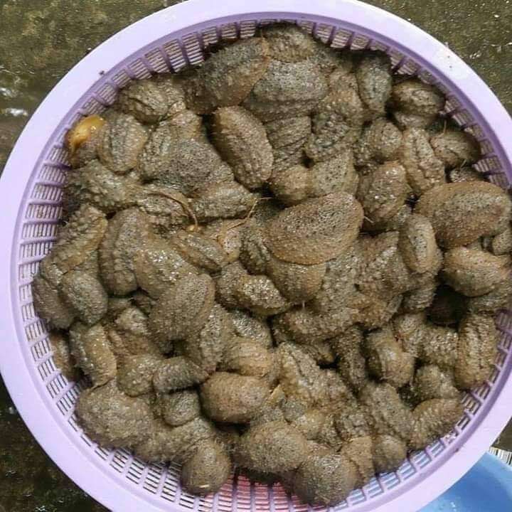 Digelar Abalone Versi Sarawak, Kenali Lelitak Makanan Eksotik Bagi Masyarakat Iban Di Sri Aman