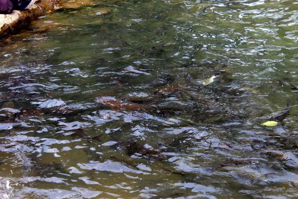 Harga Kayangan Di Malaysia, Ikan Empurau Rupanya Dianggap 'Suci' Dan Tidak Dimakan Di Sumatera Indonesia