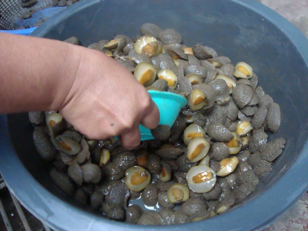 Digelar Abalone Versi Sarawak, Kenali Lelitak Makanan Eksotik Bagi Masyarakat Iban Di Sri Aman