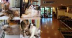 Pencinta Si Bulus Jom Singgah Ke Meow Meow Cafe Di Kuching Pencinta Si Bulus, Jom Singgah Ke Meow Meow Cafe Di Kuching!