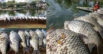 Terlebih Beri Makan Mungkin Faktor Utama Kematian Ratusan Ikan Di Taman Sahabat Terlebih Beri Makan Mungkin Faktor Utama Kematian Ratusan Ikan Di Taman Sahabat Kuching