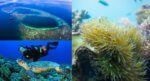 Terumbu Karang Berbentuk Cincin Satu-Satunya Di Malaysia, Jom Bercuti Ke Blue Ring Reef Di Sabah