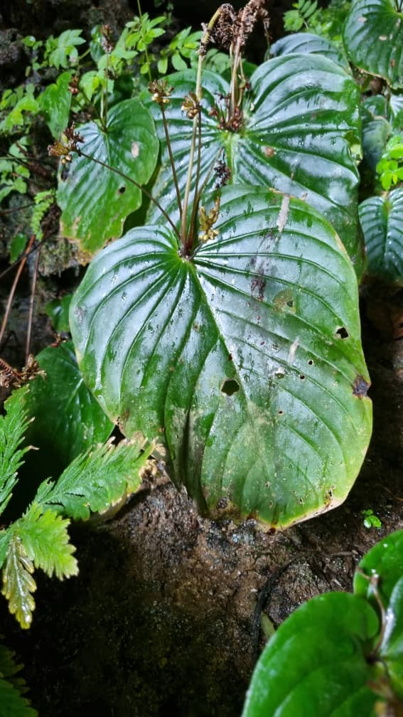 Kehijauan Tersembunyi Dalam Terowong Batu Kapur, Terokai Gua Pari-Pari Di Bau