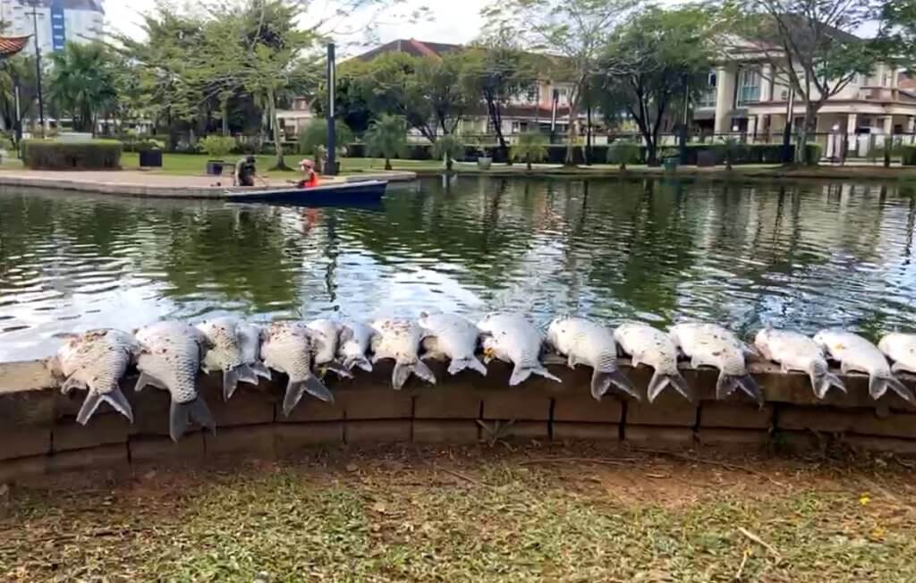 Terlebih Beri Makan Mungkin Faktor Utama Kematian Ratusan Ikan Di Taman Sahabat Kuching 7 Terlebih Beri Makan Mungkin Faktor Utama Kematian Ratusan Ikan Di Taman Sahabat Kuching