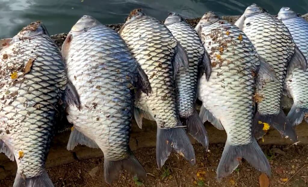Terlebih Beri Makan Mungkin Faktor Utama Kematian Ratusan Ikan Di Taman Sahabat Kuching