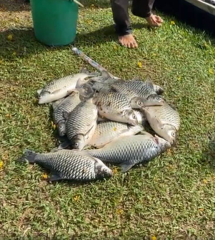 Terlebih Beri Makan Mungkin Faktor Utama Kematian Ratusan Ikan Di Taman Sahabat Kuching