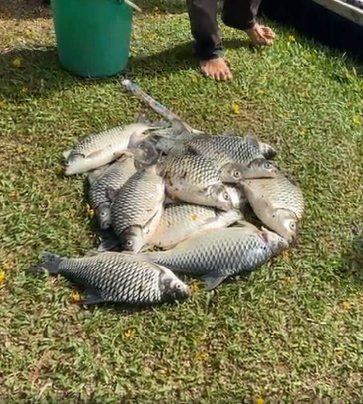 Terlebih Beri Makan Mungkin Faktor Utama Kematian Ratusan Ikan Di Taman Sahabat Kuching 8 Terlebih Beri Makan Mungkin Faktor Utama Kematian Ratusan Ikan Di Taman Sahabat Kuching