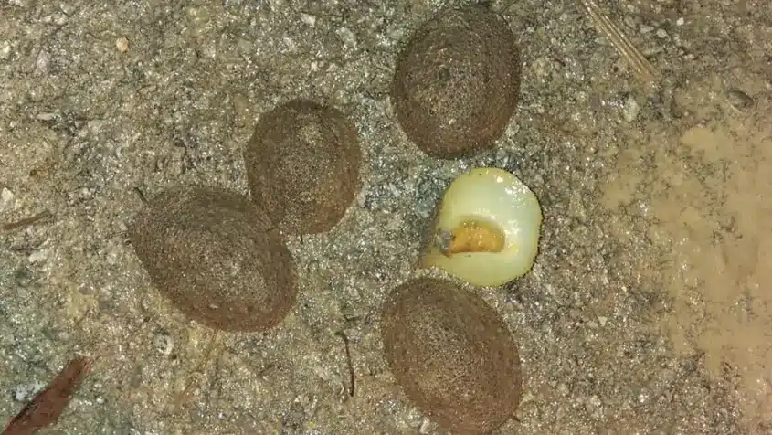 Digelar Abalone Versi Sarawak, Kenali Lelitak Makanan Eksotik Bagi Masyarakat Iban Di Sri Aman