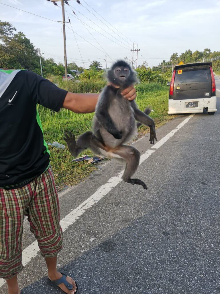 278712790 5527505337277291 2880169300306932242 n 'Tok Baru Free Monkey,' Netizen Terhibur Dengan Gambar Monyet Ini Tersepit Di Bumper Kereta