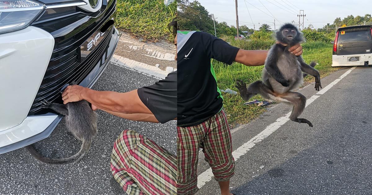 'Tok Baru Free Monkey,' Netizen Terhibur Dengan Gambar Monyet Ini Tersepit Di Bumper Kereta
