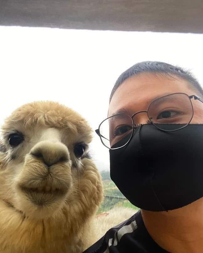 Jom Bermesra Sambil Mengenali Haiwan Comel Alpaca Di Kundasang