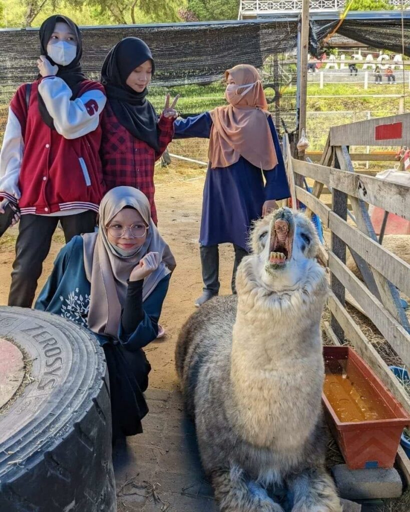 Jom Bermesra Sambil Mengenali Haiwan Comel Alpaca Di Kundasang