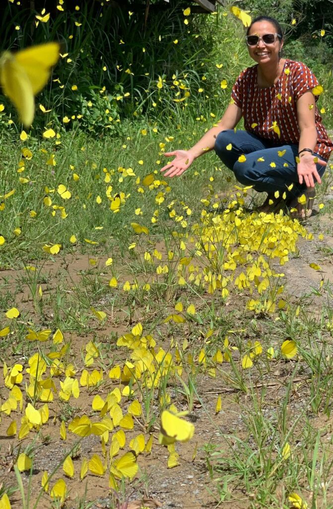 Fenomena Rare Kupu-Kupu Kuning Di Jalan Kota Marudu Bikin Netizen Teruja