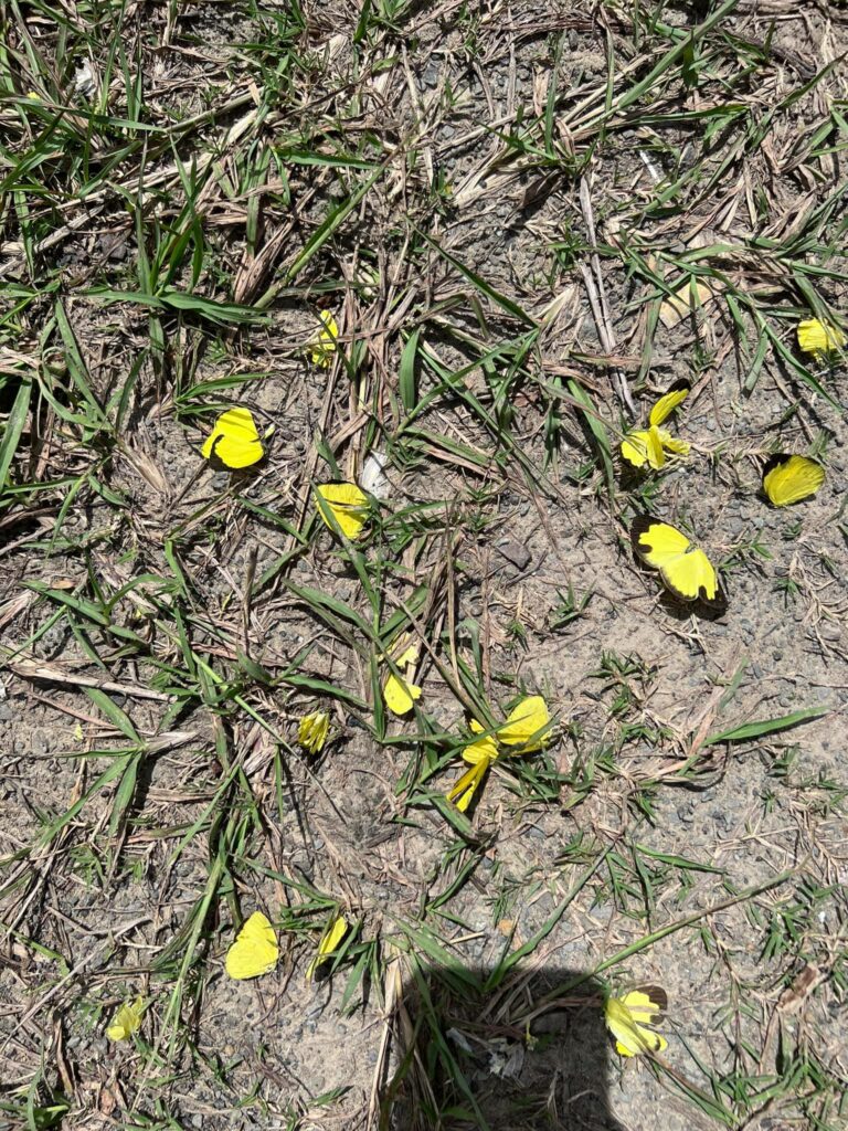 Fenomena Rare Kupu-Kupu Kuning Di Jalan Kota Marudu Bikin Netizen Teruja