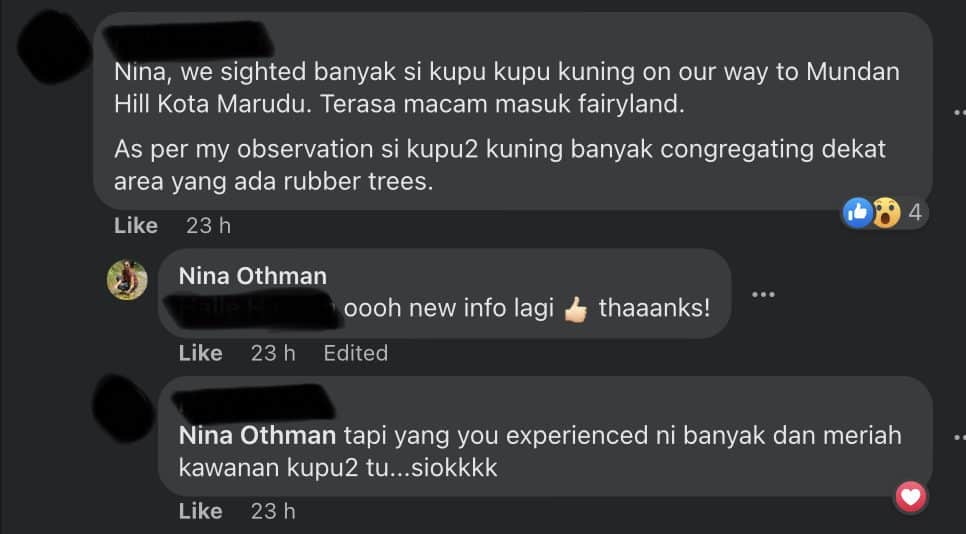 Fenomena Rare Kupu-Kupu Kuning Di Jalan Kota Marudu Bikin Netizen Teruja