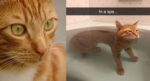 Kuat Berdrama, Ini 5 Keunikan Kucing Oyen Yang Membezakan Mereka Dengan Kucing Lain