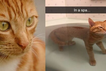 Kuat Berdrama, Ini 5 Keunikan Kucing Oyen Yang Membezakan Mereka Dengan Kucing Lain